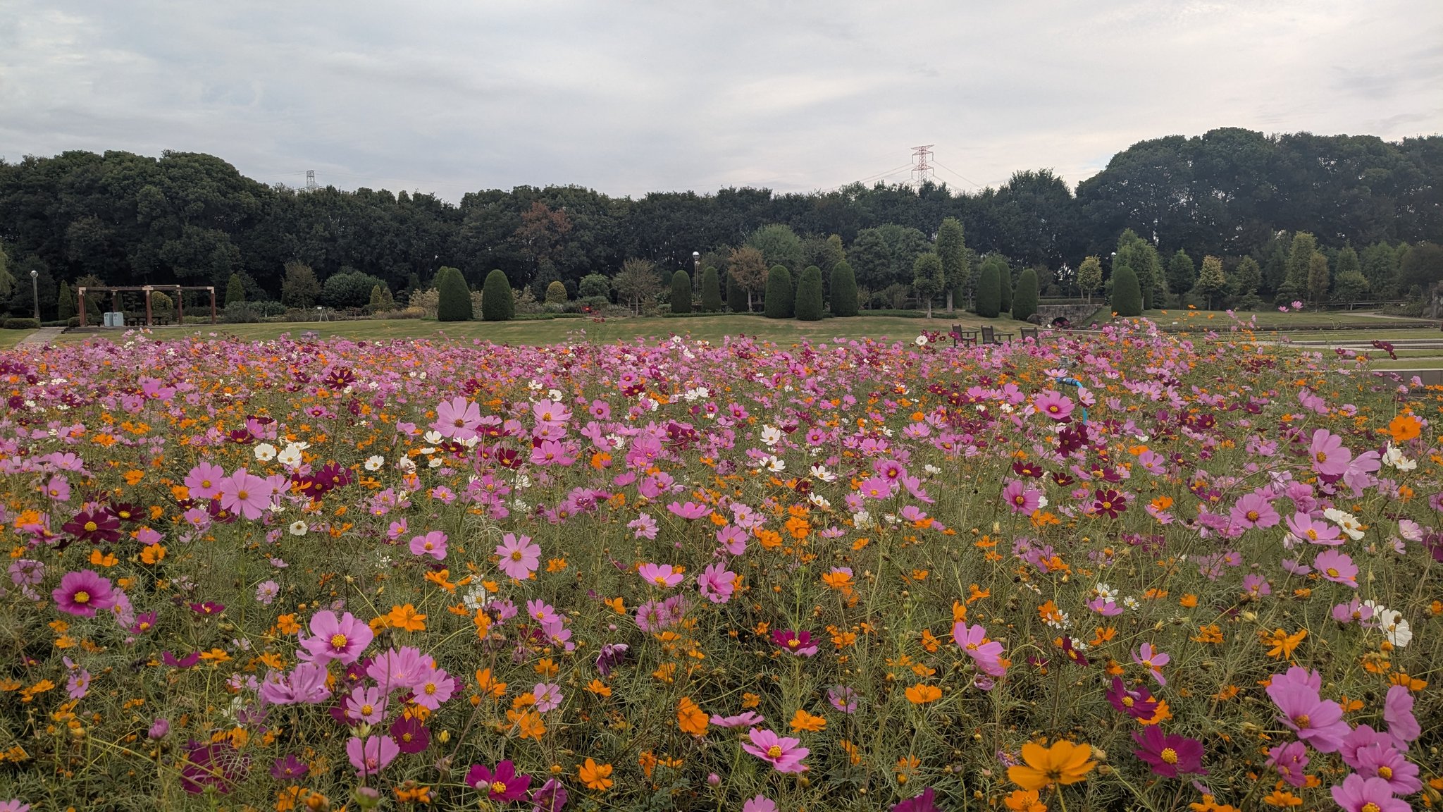 コフジコジ on X: 