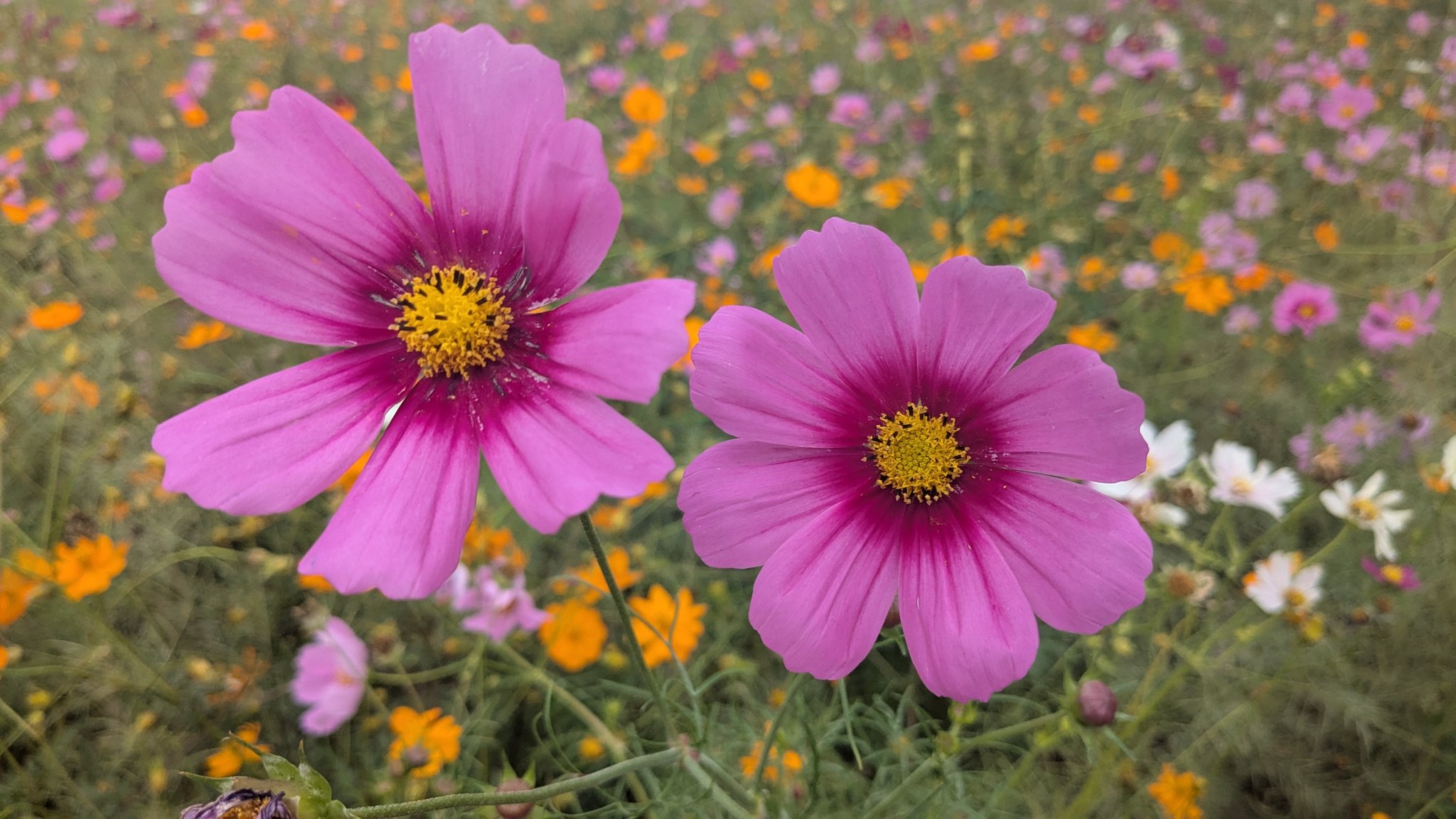 コスモス HDR Test】Z CINEMA ZR R3D NE 6K59.97p | 藤原宮跡コスモス畑