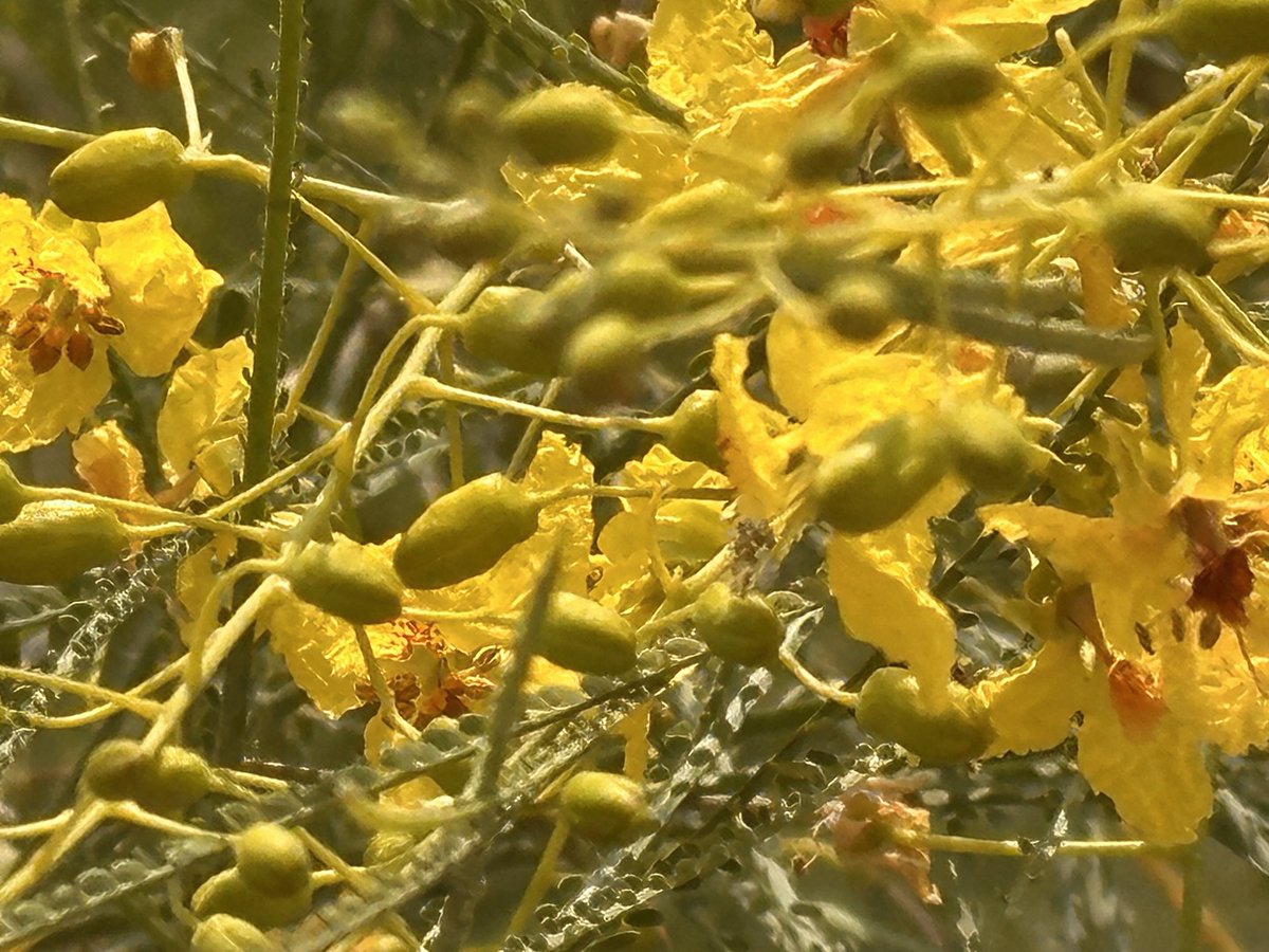 Parkinsonia #Jerusalem_thorn is species best suited to driest ecological conditions!