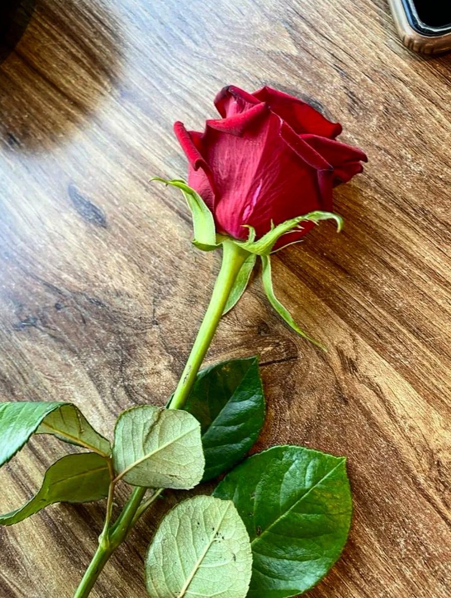 ستزهر الأيام بإذن الله، فقط تمسّك بالأمل، وازرع في قلبك اليقين بأن بعد كل عسر يُولد يسر عظيم 🤍🕊️

#مساء_الخير
#مساء_الخير_والسعاده
#مساء_الــود_والـــورد