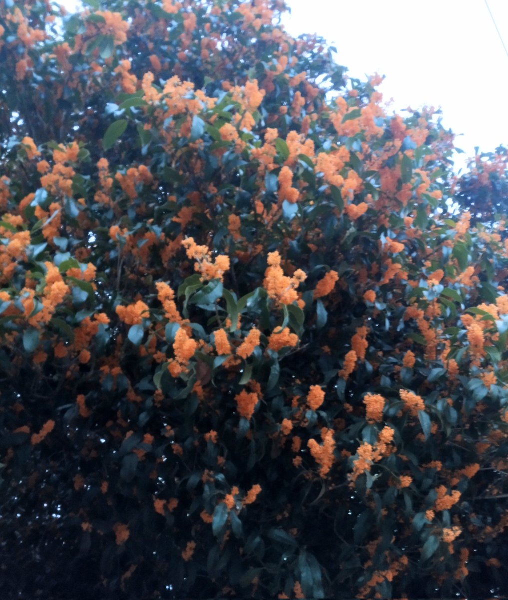 ✳︎梅子✳︎ ✧ 翠子ページ ✧ Japanese Fabric Flower cocon (@JFFcocon) / X