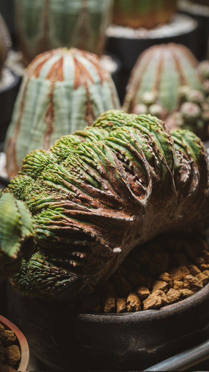 いわさわ (@iwasawa_no_sub) / Posts / X