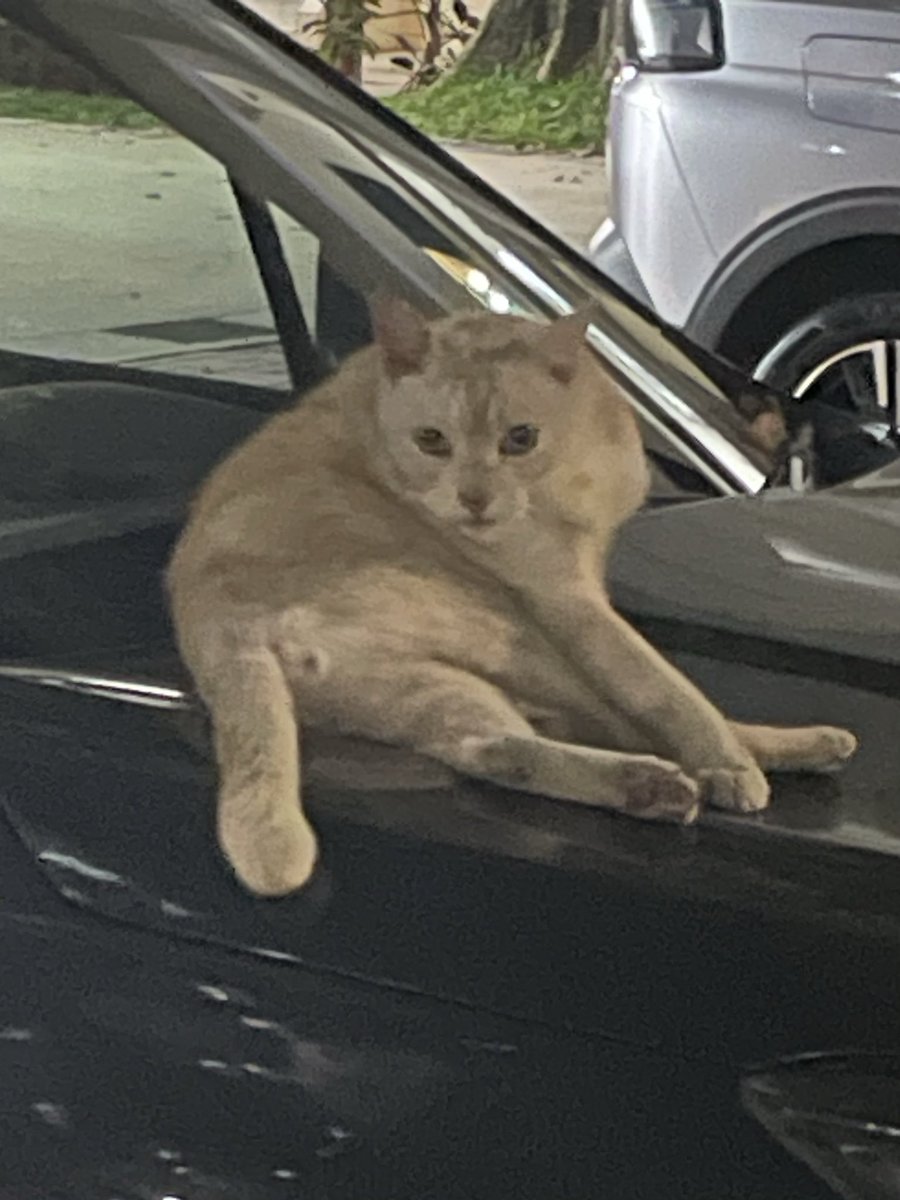 MichaelSChia's tweet photo. Parked car? More like purr-ked cat. 🐾🐈 https://t.co/mVKaIgDg2L