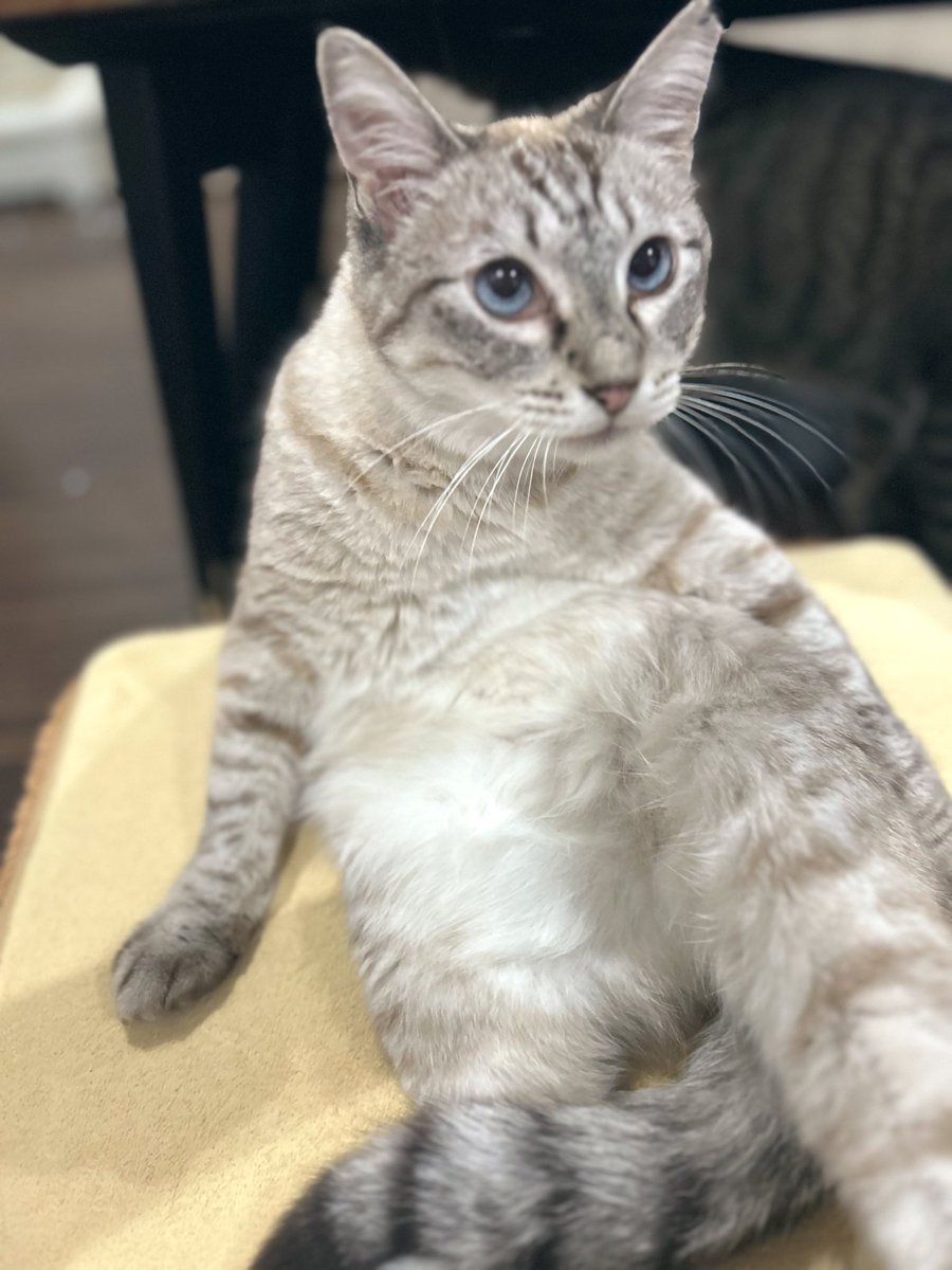 ちとせ (@inunonekochan) / Posts / X