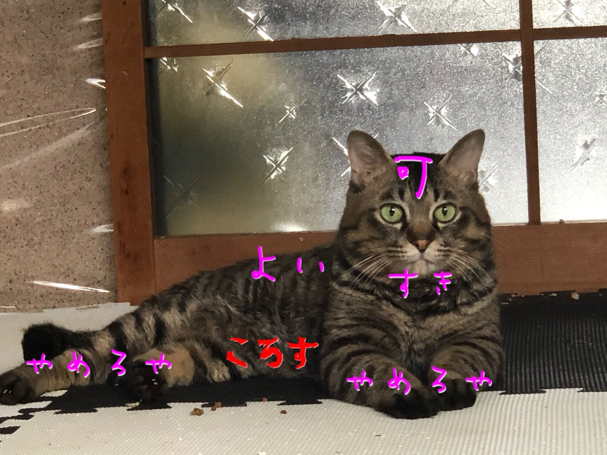 Bambi (プロフを一読下さい)様オーダーページ♡おとぎの国の猫と仲間たち♡ 10/19東日本橋】人」東京都 - 猫の里親募集(528205) 1枚目の