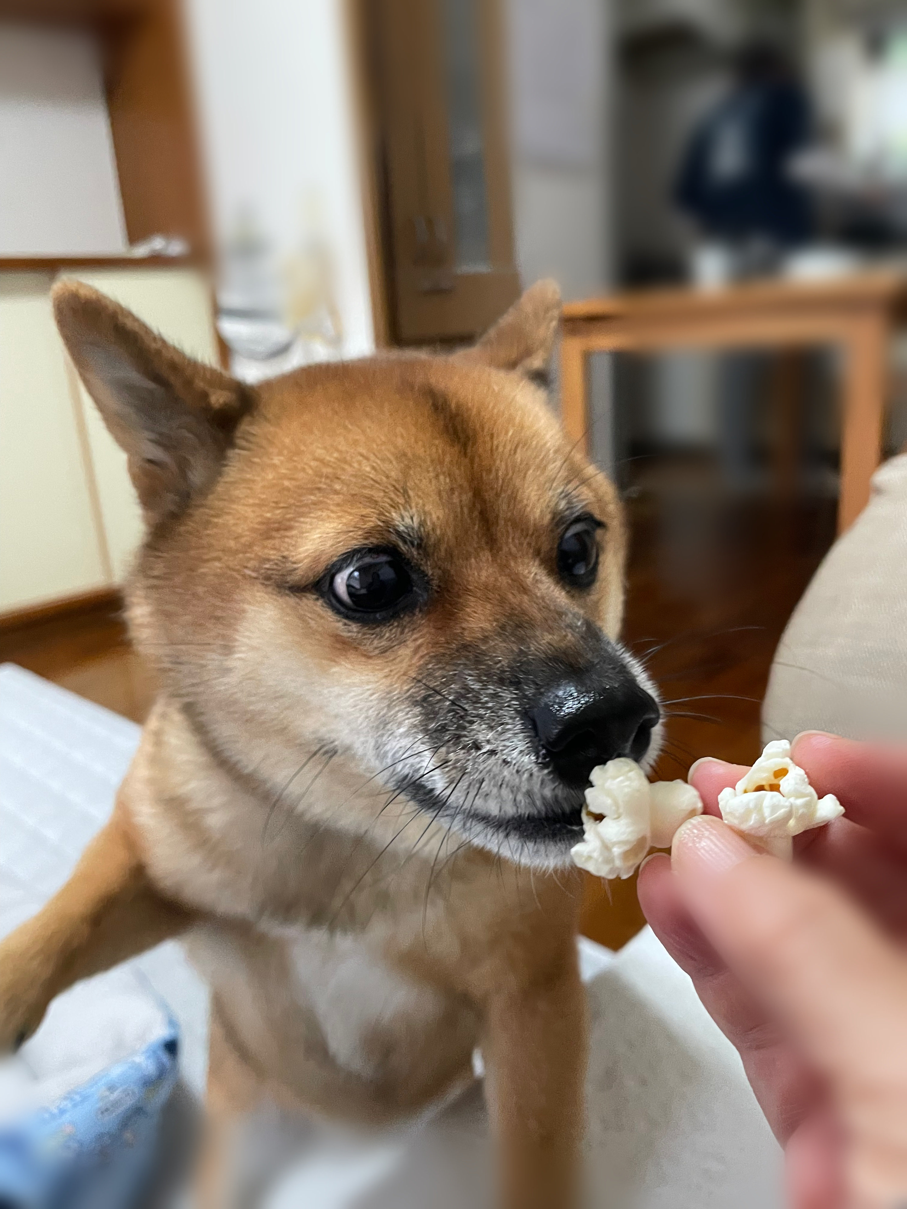 豆柴🎾九十 (@rojiko7) / X