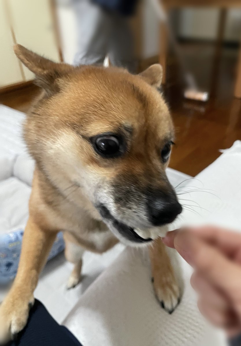 豆柴 豆柴｜ヤマトペット｜柴犬｜仔犬｜ブリーダー直販｜ペットグッズ｜群馬