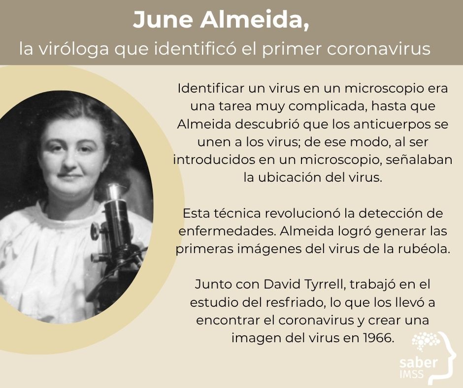 Los coronavirus son una subfamilia de virus que afectan el sistema respiratorio, causando desde resfriados hasta enfermedades graves como el COVID-19😷🦠
¿Sabías que la primera persona en ver uno de estos virus a través de un microscopio fue la médica escocesa June Almeida?👩‍🔬🔎