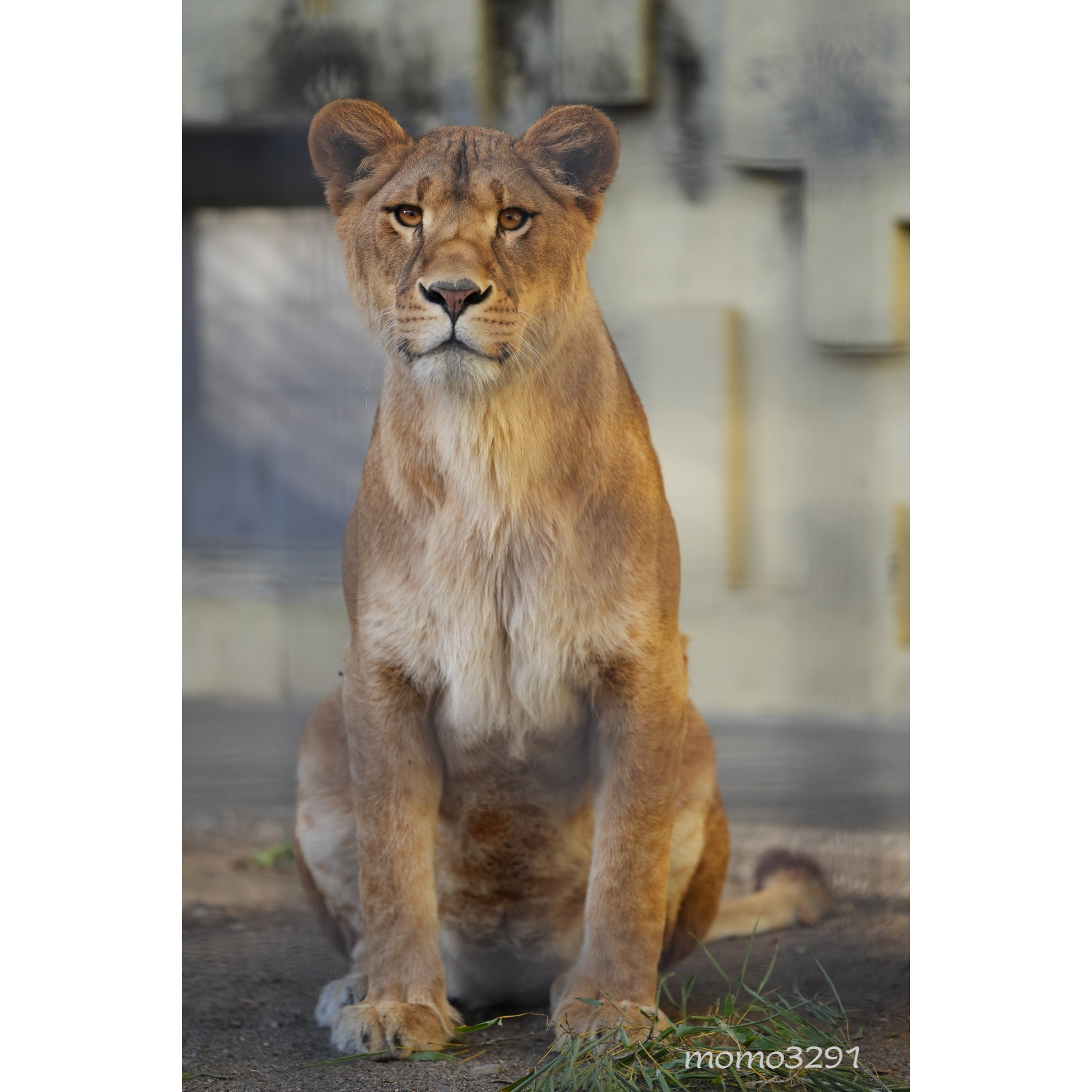 しげぞうライオン 富士サファリパーク | 休憩中のライオン、おばけポーズ👻でハイ