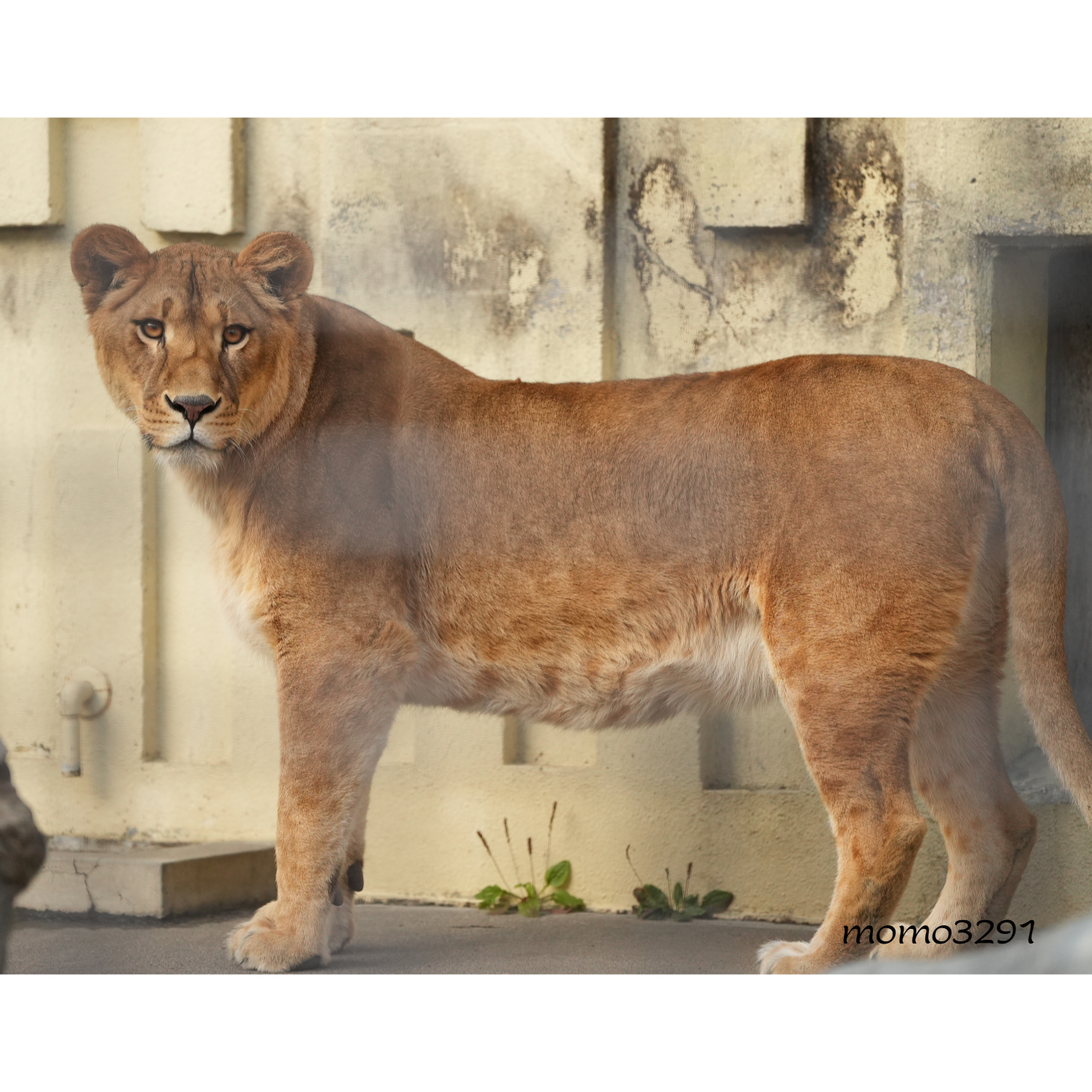 しげぞうライオン しげぞうライオン しげぞうライオン DX_vL4vVQAAUMwl.jpg:large