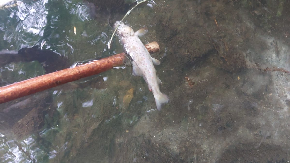 InlandFisherIE's tweet image. ⚫ IFI welcomes conviction against Uisce Éireann for sewage pollution of a #trout river 

📜 Fine, costs, expenses imposed totalling €7,658 

➡️ Read more: tinyurl.com/zaf7d8yj