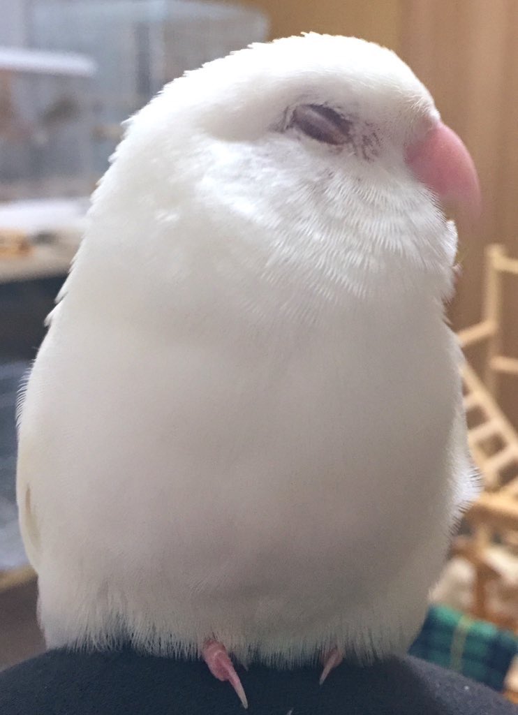 爆睡中(@￣ρ￣@)💤

#とりさんの麦目をみせて
#コザクラインコ 
#インコ