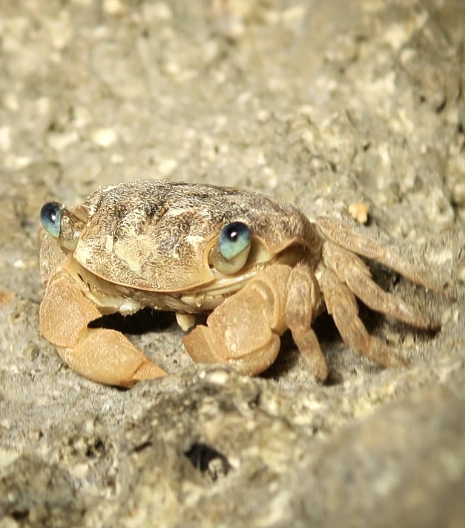 カニの散歩道Crabs' Promenade (@crabspromenade) / Posts / X