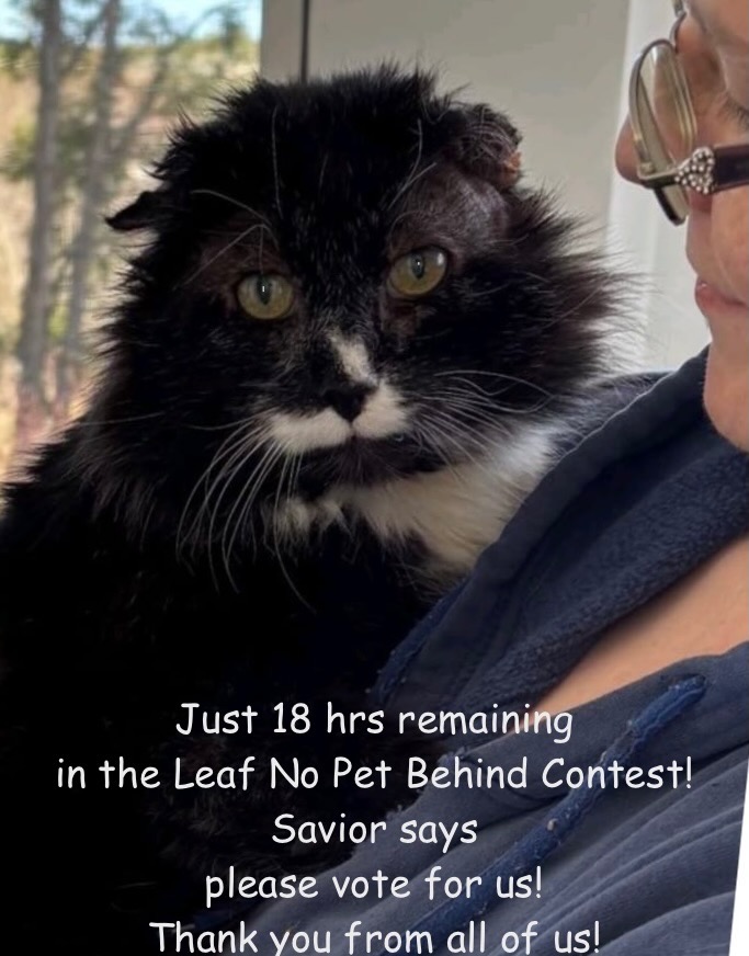 "We're down to the wire!" says #Savior. If you support our work with #cats &amp; #kittens here in our little shelter in #Virginia, please VOTE one last time. theanimalrescuesite.com/pages/shelter/…
We're trying to win funds to help more kitties like this special boy, who we saved from euthanasia.❤️