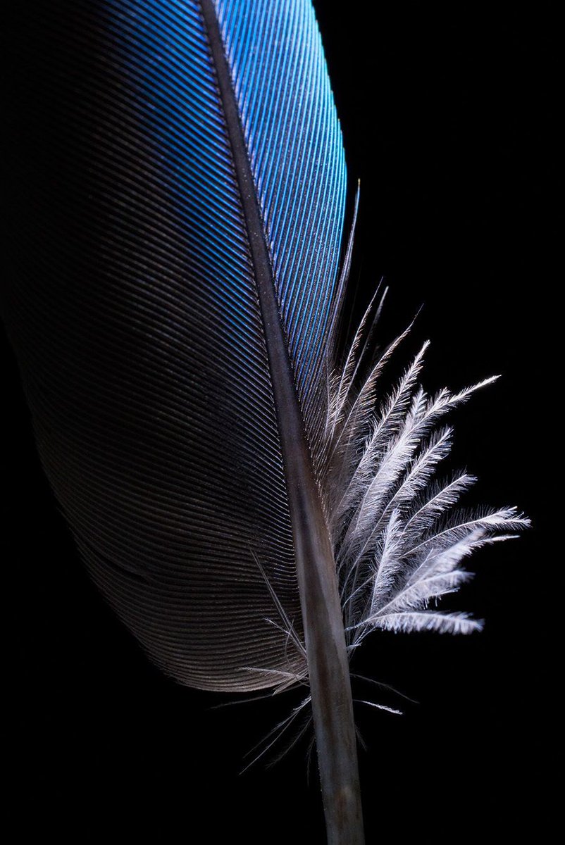 joeyterrill's tweet image. Feathers reveal so much at 1:1, or life-size. When sculpted with light, the downy barbs at the base almost glow, while the vane reveals the symmetry of the this azure blue macaw feather.

Nikon Z 8 | Nikkor Z MC 105mm f/2.8 VR S | @NikonUSA #NikonPro #NikonAmbassador