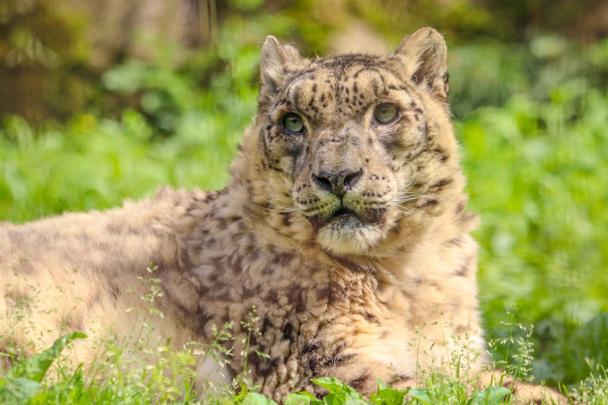 とってもかっこいい最高齢ユキヒョウでした😢
#ユキヒョウ
#多摩動物公園