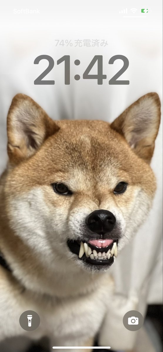 さくまる sakumaru🥖 うさまる展@松屋銀座11月26日〜 on X