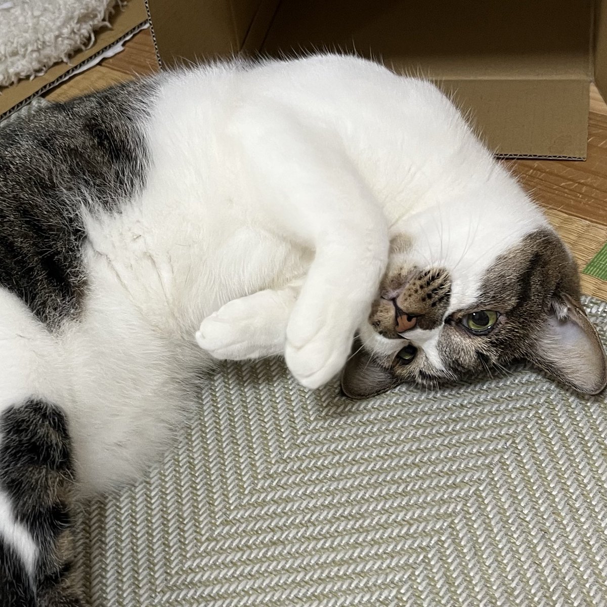 ぐふふふふ
#ねこ #猫の顔に猫
