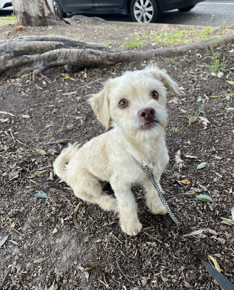 Violeta 🩷

#AdoptaUnPerrito
#BuscandoHogar
#PerritoEnAdopción
#AdopcionesResponsables
#AdopcionesCDMX

 Adóptala,estamos en CDMX.