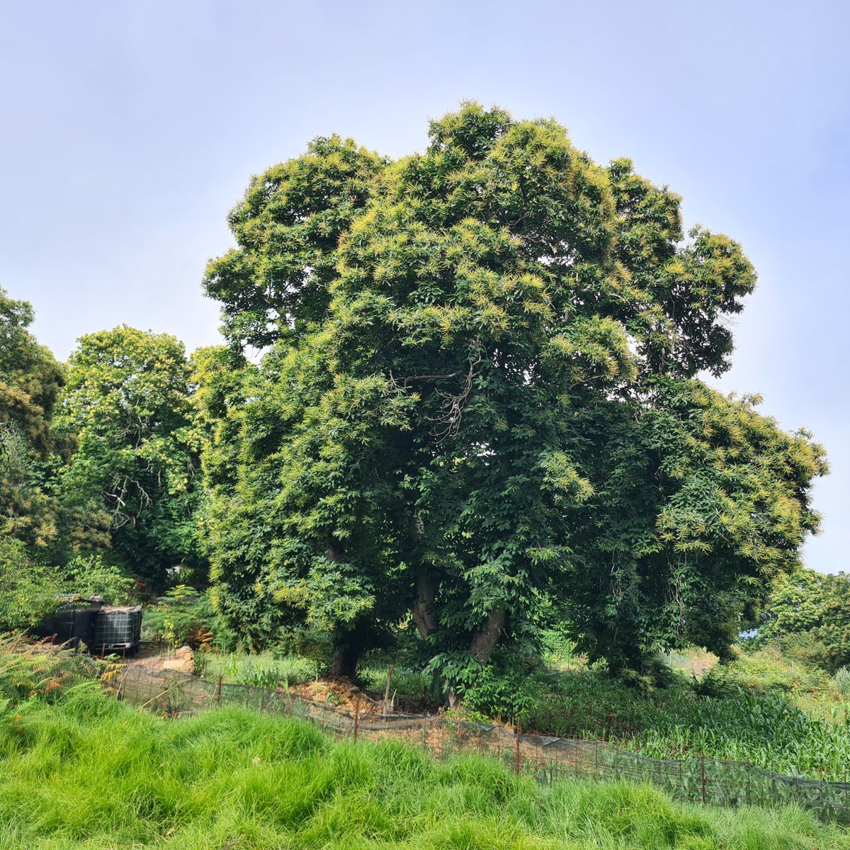 🌳🔥 #SECTORPRIMARIO 𝗣𝘂𝗲𝘀𝘁𝗮 𝗮𝗹 𝗱í𝗮 𝗱𝗲 𝗹𝗼𝘀 𝗱𝗮𝘁𝗼𝘀 𝗰𝗮𝘁𝗮𝘀𝘁𝗿𝗮𝘁𝗮𝗹𝗲𝘀 𝗱𝗲 𝗹𝗮𝘀 𝗽𝗮𝗿𝗰𝗲𝗹𝗮𝘀 𝗱𝗲 𝗰𝗮𝘀𝘁𝗮ñ𝗼𝘀 𝗮𝗳𝗲𝗰𝘁𝗮𝗱𝗼𝘀 𝗽𝗼𝗿 𝗲𝗹 𝗴𝗿𝗮𝗻 𝗶𝗻𝗰𝗲𝗻𝗱𝗶𝗼 𝗱𝗲 𝟮𝟬𝟮𝟯.

🫱🏻‍🫲🏽 En colaboración con los ayuntamientos 

💶 Se facilita el