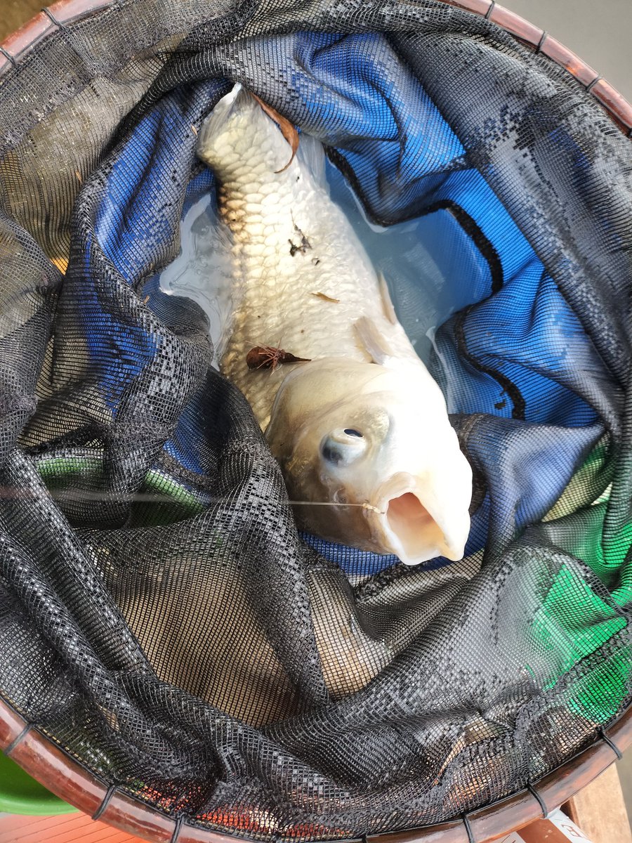 静かな湖 しょ－ on X