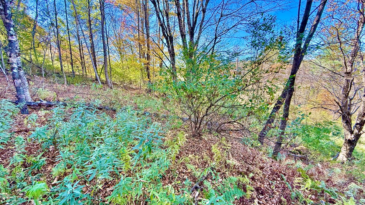 This 2.8 acre sunny Johnson VT parcel is perched above the valley hugging the Gihon River and VT 100C, just outside Johnson Village. Ideal for seasonal use. Brush clear for gorgeous views. Utility lines cross the property. Blue Spruce Realty bluesprucerealty.com/property/50664…