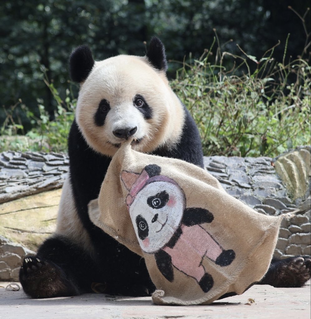 シャンシャンの家 on X