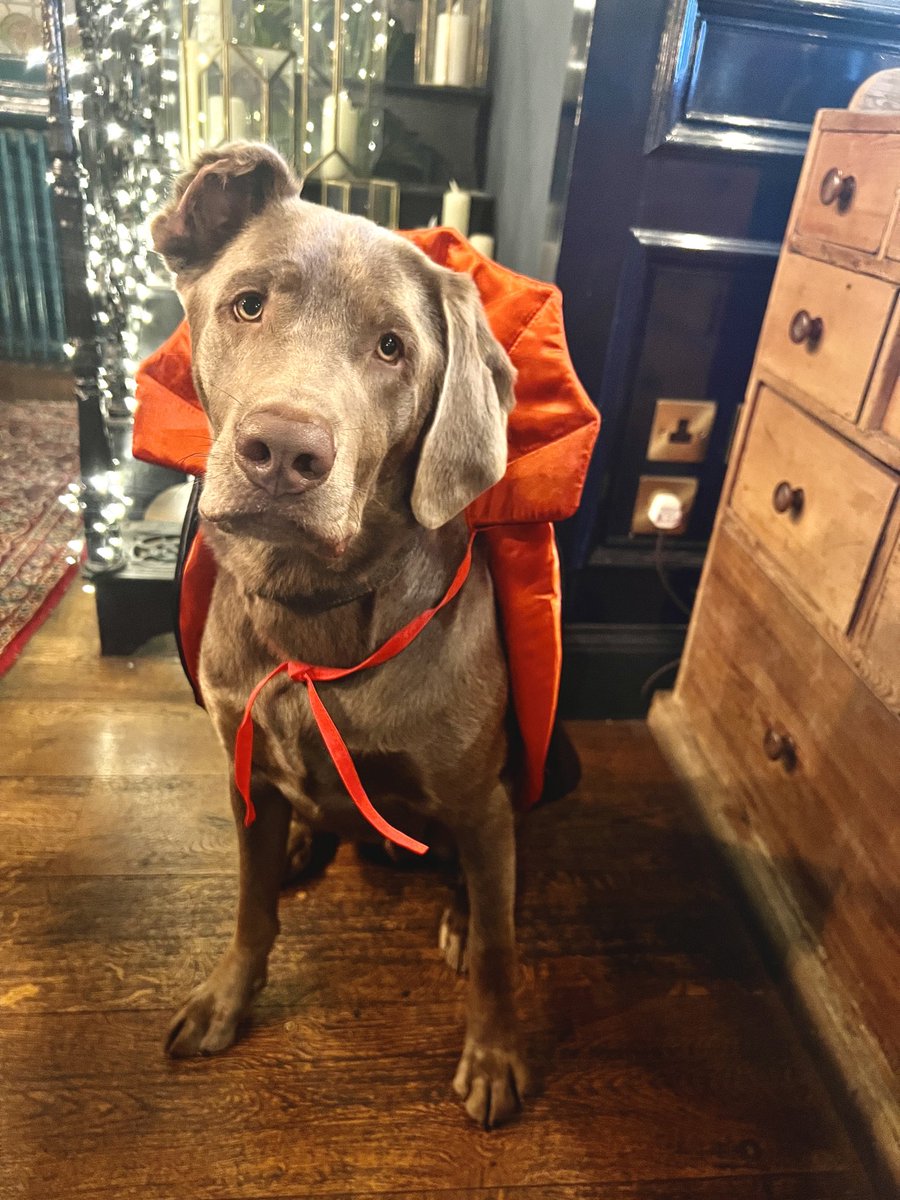 WindmillClapham's tweet image. It’s Monty’s Annual Halloween Costume Competition! 🐾👻
Join us for spooky fun, amazing prizes, tasty treats, and the cutest costumed pups in town! 🐶✨
All proceeds go to @dogsforgood_uk, helping change lives through the power of dogs. 💛
#montyshalloween #dogsforgood #howloween