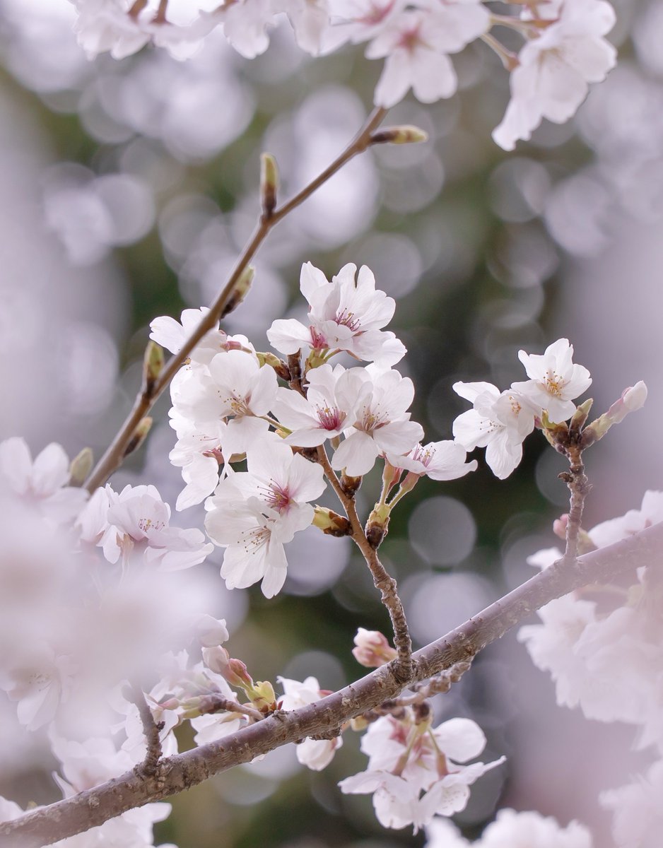 sherie_photo_sb's tweet image. こちらは今年撮った桜🌸
玉ボケと前ボケを使いつつも、緑でグッと締めていくというギャップを出しています。
作品名は「春に溶ける」です！