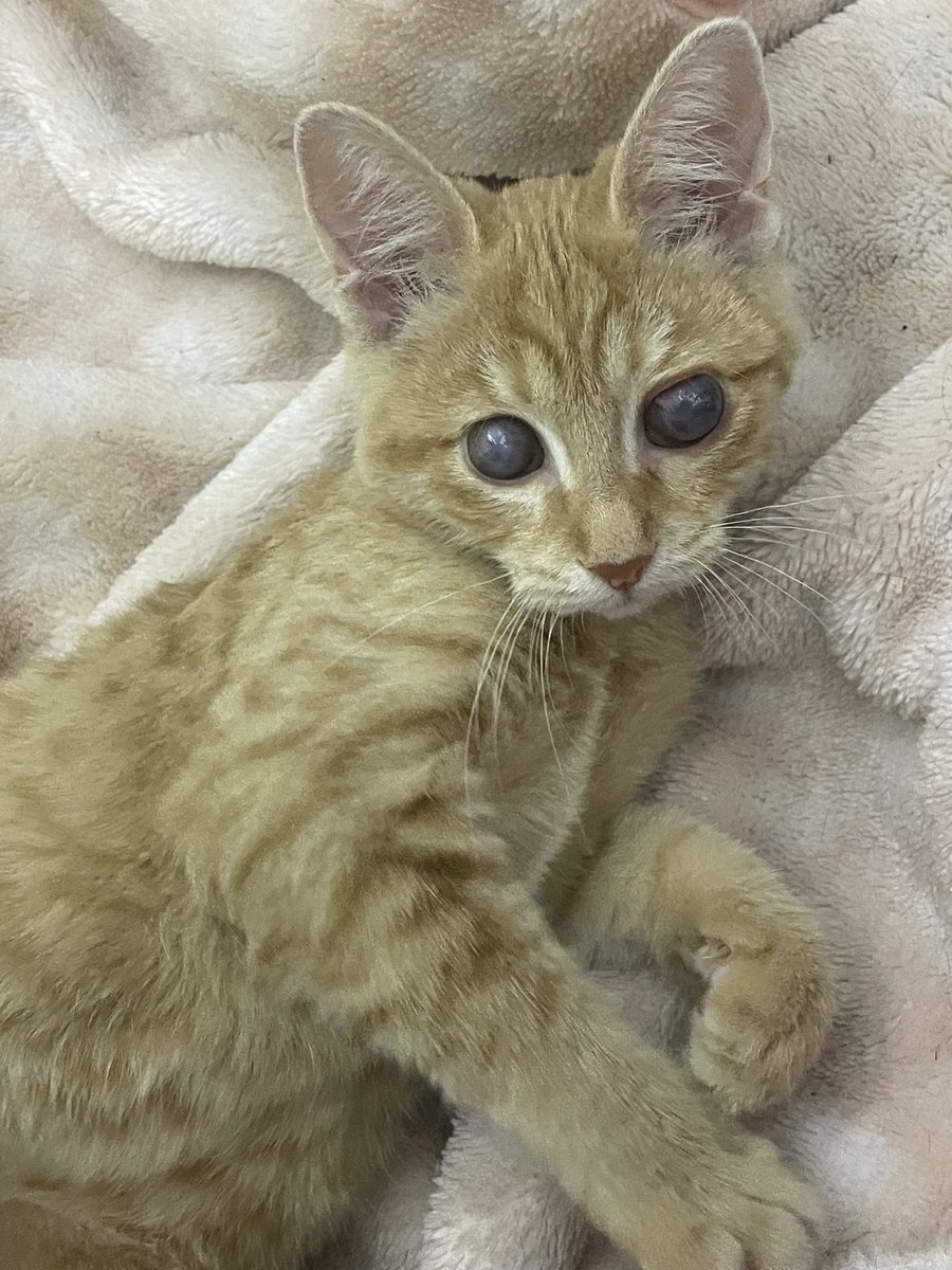 Bizim gözlerimiz mis gibi temizlendi göbeklendik ismimiz de bisküvi oldu yeni yuvamıza gitmeyi bekliyoruz🐆💖🙏🏻😌