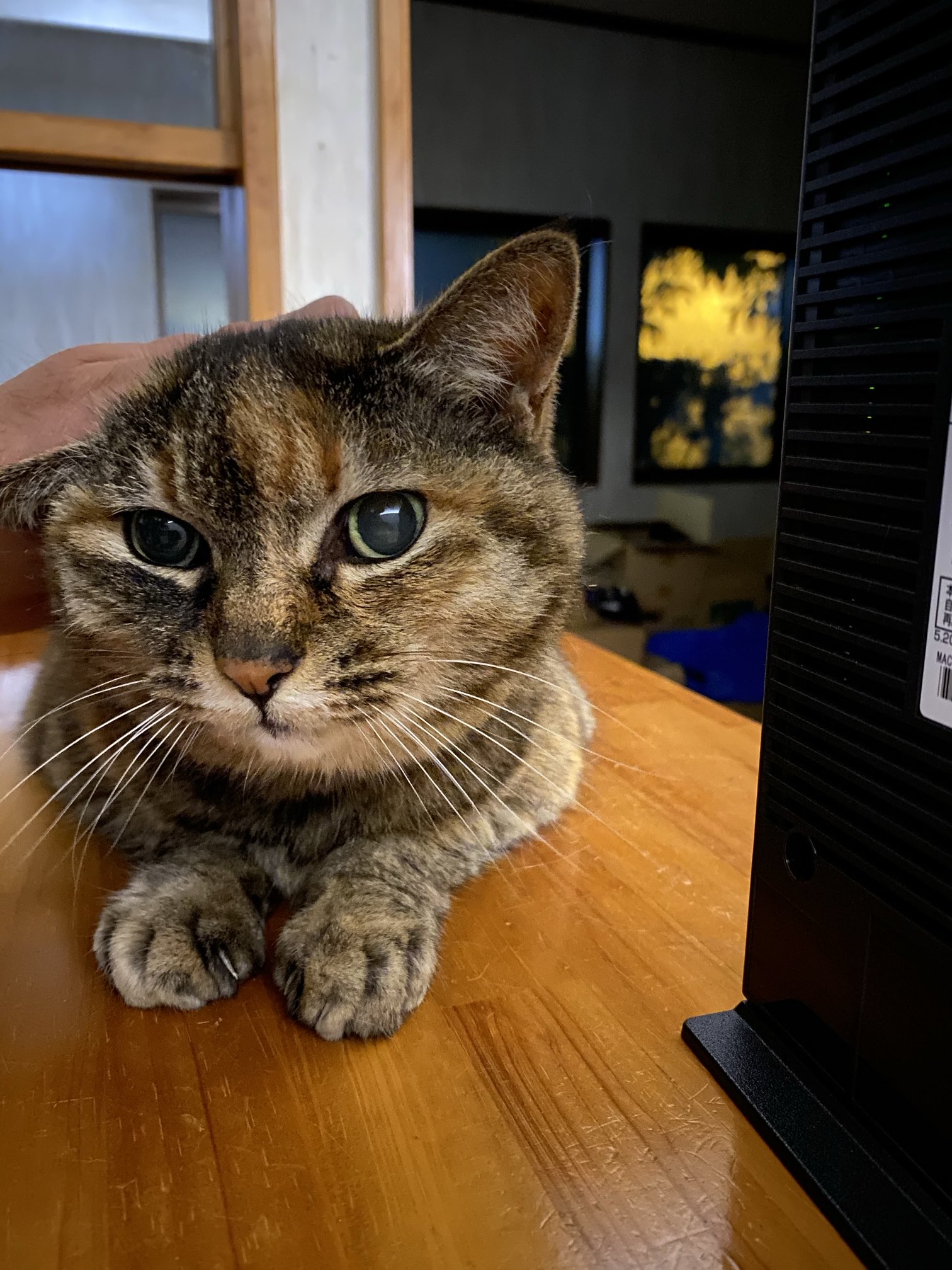 猫 猫さん Buy ZX 700 - B34330 | GOAT