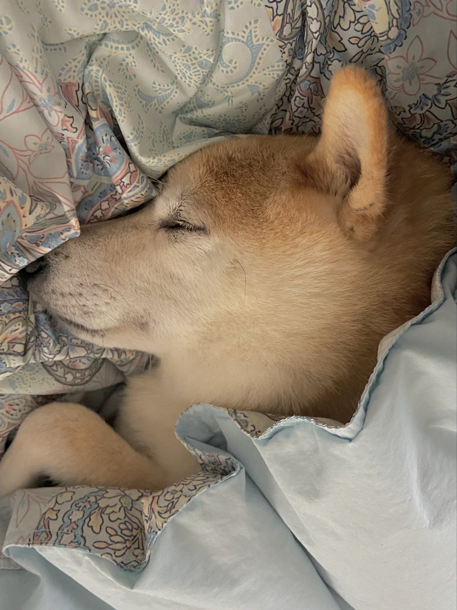 おやすみ🐶💤