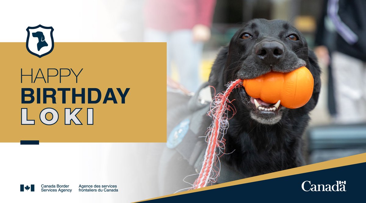 Happy Birthday to #DetectorDog Loki from the Northern Ontario Region! Thank you for your hard work &amp; dedication in keeping our borders safe! Here’s to another year of wagging tails &amp; important sniffs! Learn more about our #PawsWithJobs: cbsa-asfc.gc.ca/security-secur…