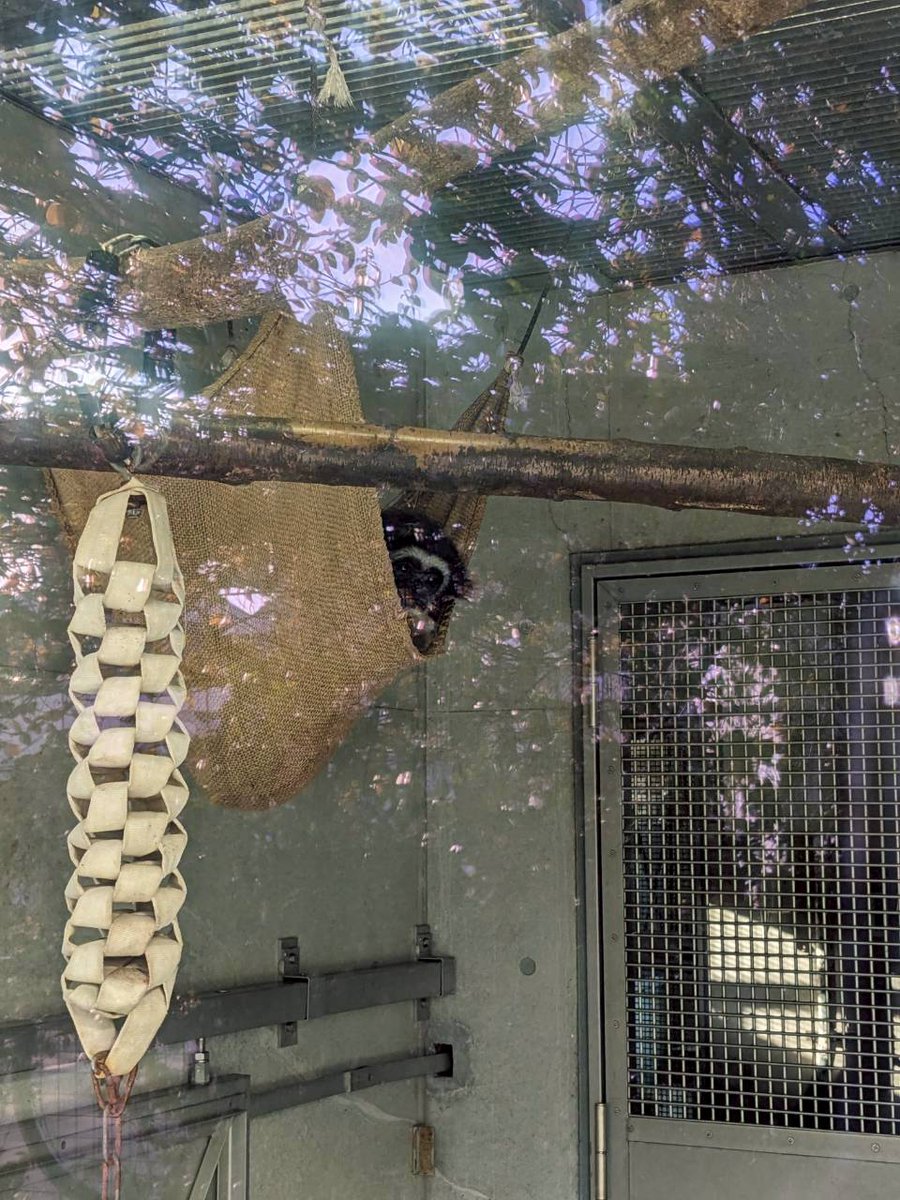 どうぶつたちの眠れない夜に tweet media