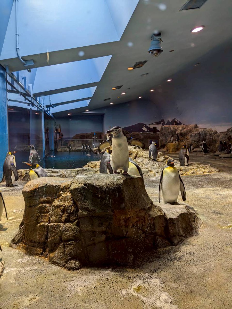 どうぶつたちの眠れない夜に tweet media