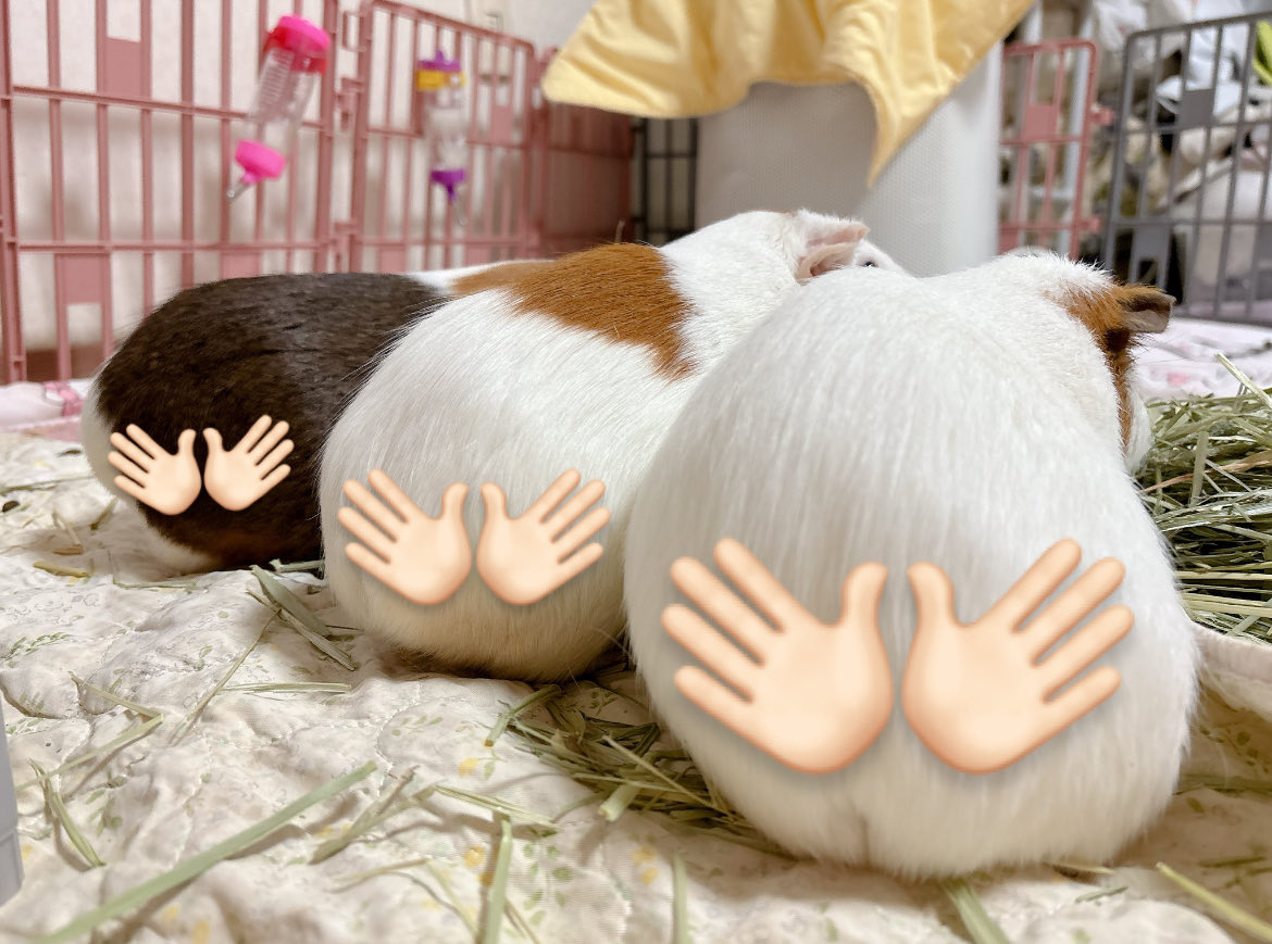 만질래요… 엉덩이