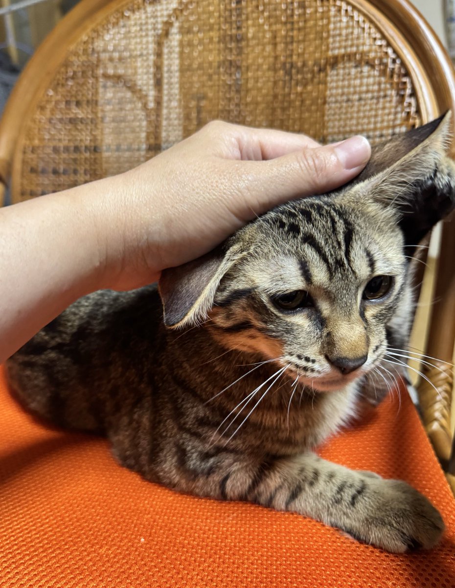 コロちゃんは産まれてから半年に経ってかなり大きくなったけどまだ子猫

大きくなってくれて良かったなー　大変だったなーって思いがあるからとても感慨深い

最初はネズミみたいだったのに目が開いた時は青色だったのに今は瞳は黄色　
共通するのは青色でも黄色でも吸い込まれそうな瞳をしている