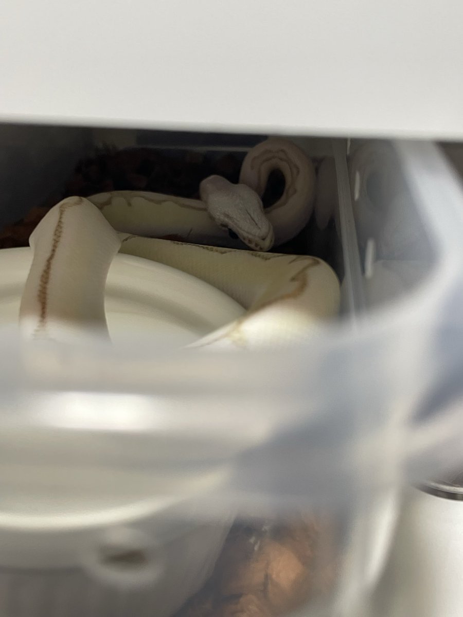 kk999kk753's tweet image. 久しぶりに驚かされたけど
ただ爆睡してた 笑

#ボールパイソン
#Ballpython