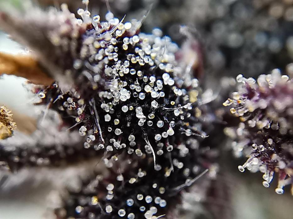 🔬 Trichomes in all details 

Captured by SooSan, this close-up of Tannin Trail SWAG© from <a href="/TerpyzGenetics/">TERPYZ MUTANT GENETICS</a> is pure macro perfection
