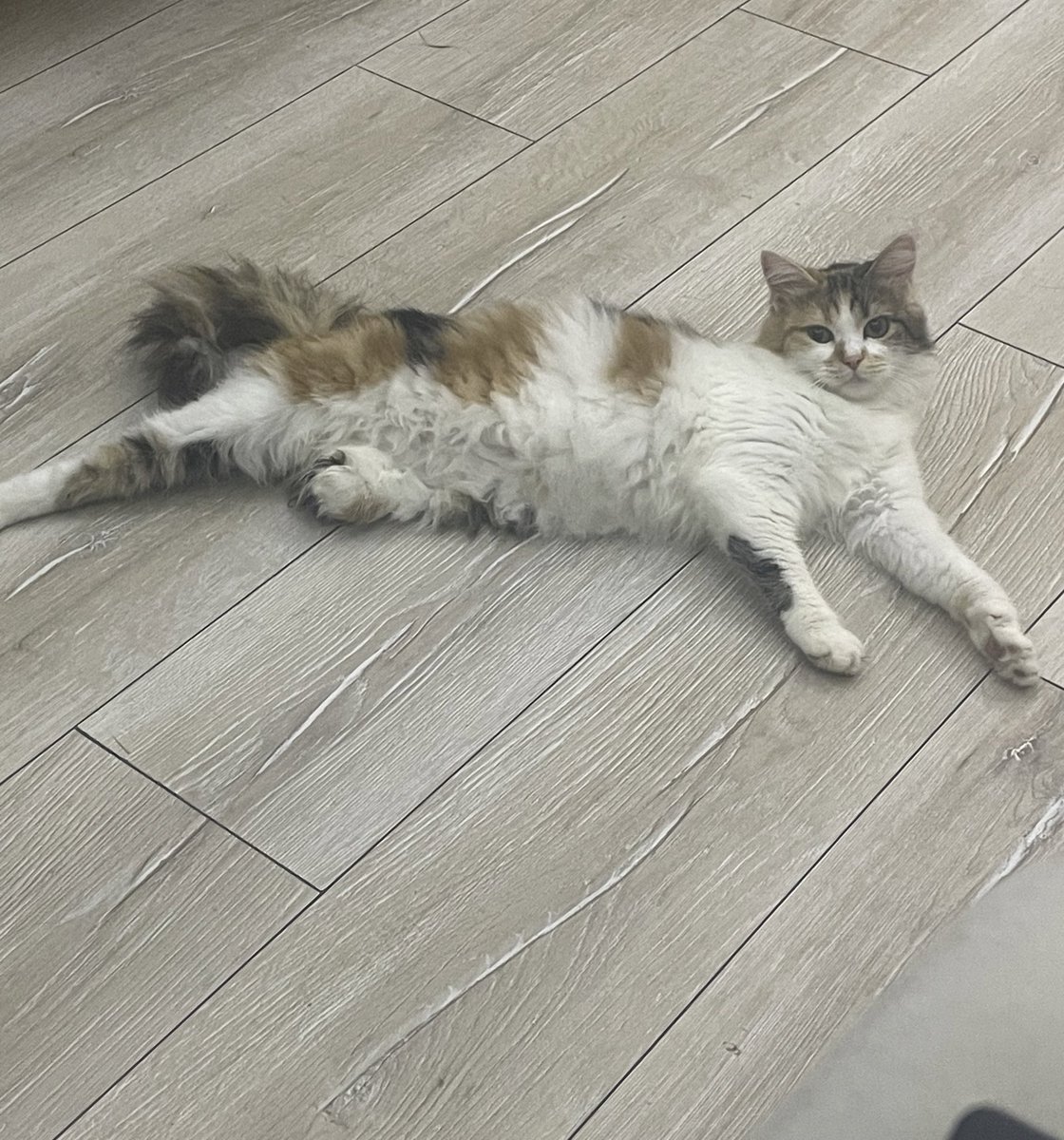 Elsa’yı da bahçedeki yeşil tellere bir ayağını sıkıştırdığı için baş aşağı sallanırken bulmuştuk. Tedaviden olumlu sonuç alamadık ve ayağı kesilmek zorunda kaldı. Şimdi evimdeki engelli canlardan bir tanesi de o…. Cadı kedim Kokonat’ım onu sürekli dövüyor keşke mutlu olsa😔