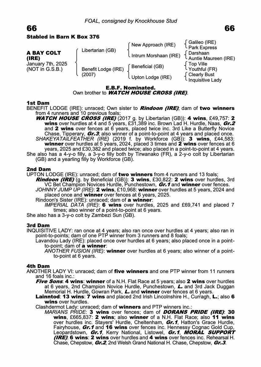 📣 Update for Lot 66 – November NH Sale

🏆 The half-sister to Lot 66, Shakeyatailfeather, scored an impressive Handicap Chase win <a href="/KelsoRacecourse/">Kelso Racecourse</a> on 5th October for <a href="/DSkeltonRacing/">Dan Skelton Racing</a> 

View the Libertarian colt consigned by <a href="/KnockhouseStud/">Knockhouse Stud</a> ➡️ bit.ly/Lot66NNH2025