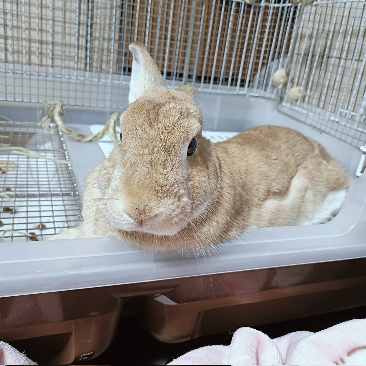 たんぽぽちゃん