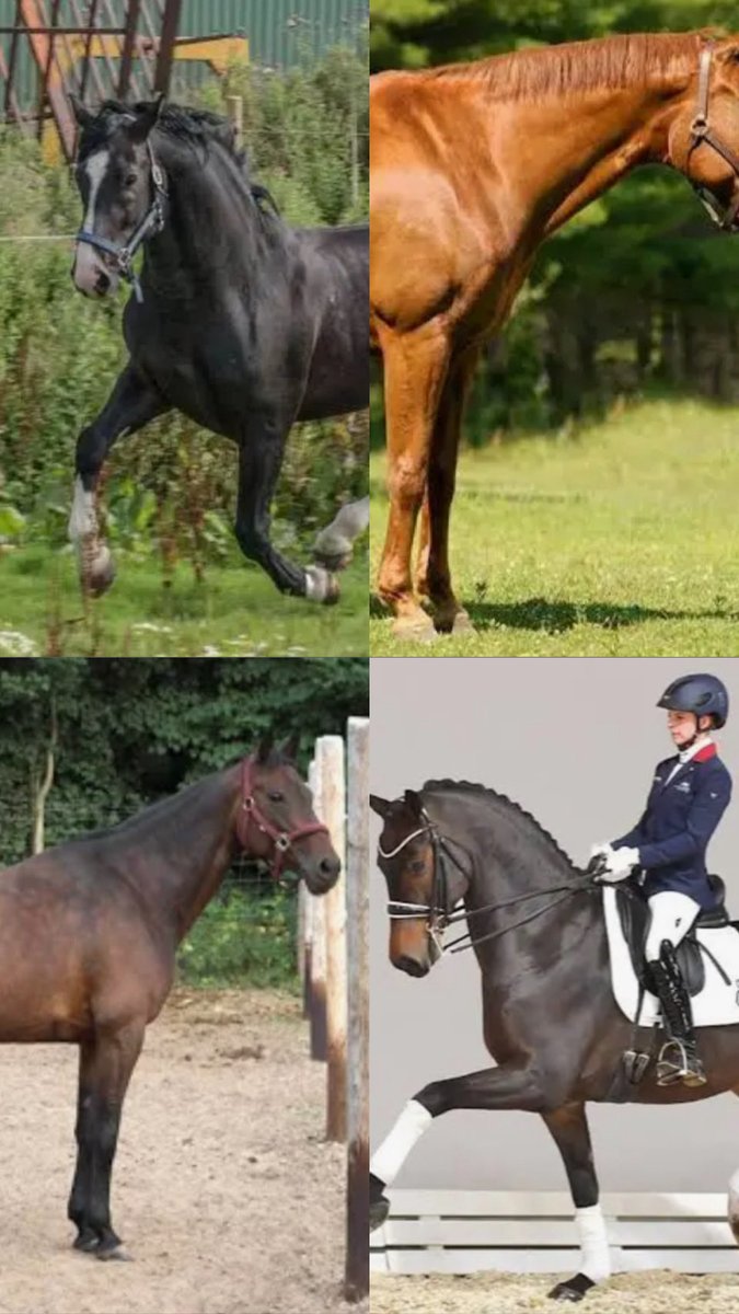 Anton Gunther Von “Oldenburg”…. Bred these beauties the stallion was “Kranich “ in 1640 producing earlier types these beautiful warm blood horses 🐴💕 originally from Saxony are calm 🐴 powerful 🐴 intelligent 🐴 courageous with great athletic ability and are excellent jumpers