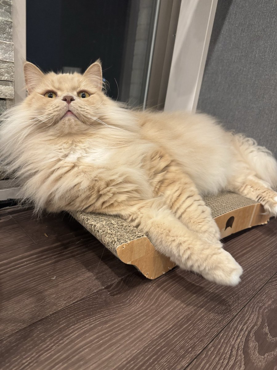 猫のこころ✨ (@cocoro0306) / Posts / X