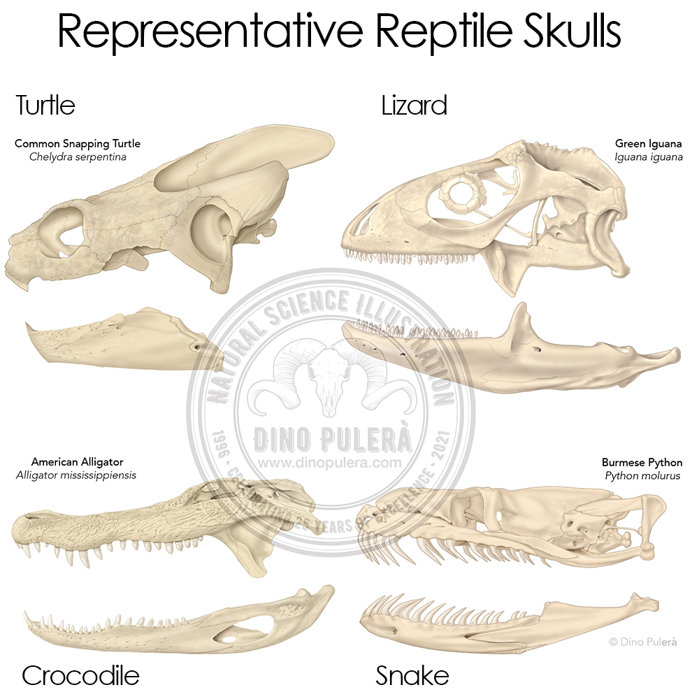 It’s Reptile Awareness Day! An annual day dedicated to raising public awareness about the importance of reptiles, which includes snakes, lizards, crocodiles, and turtles, to promote their appreciation and conservation.
#sciart, #reptile, #ReptileAwarenessDay #anatomy