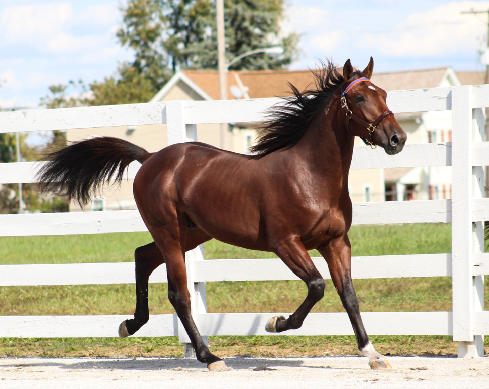 10/20/2025 Pocono Downs THAI HANOVER - 2YOG - Stay Hungry - Temptest Blue Chip  Winner Division Simpson Stake In  1:55.2