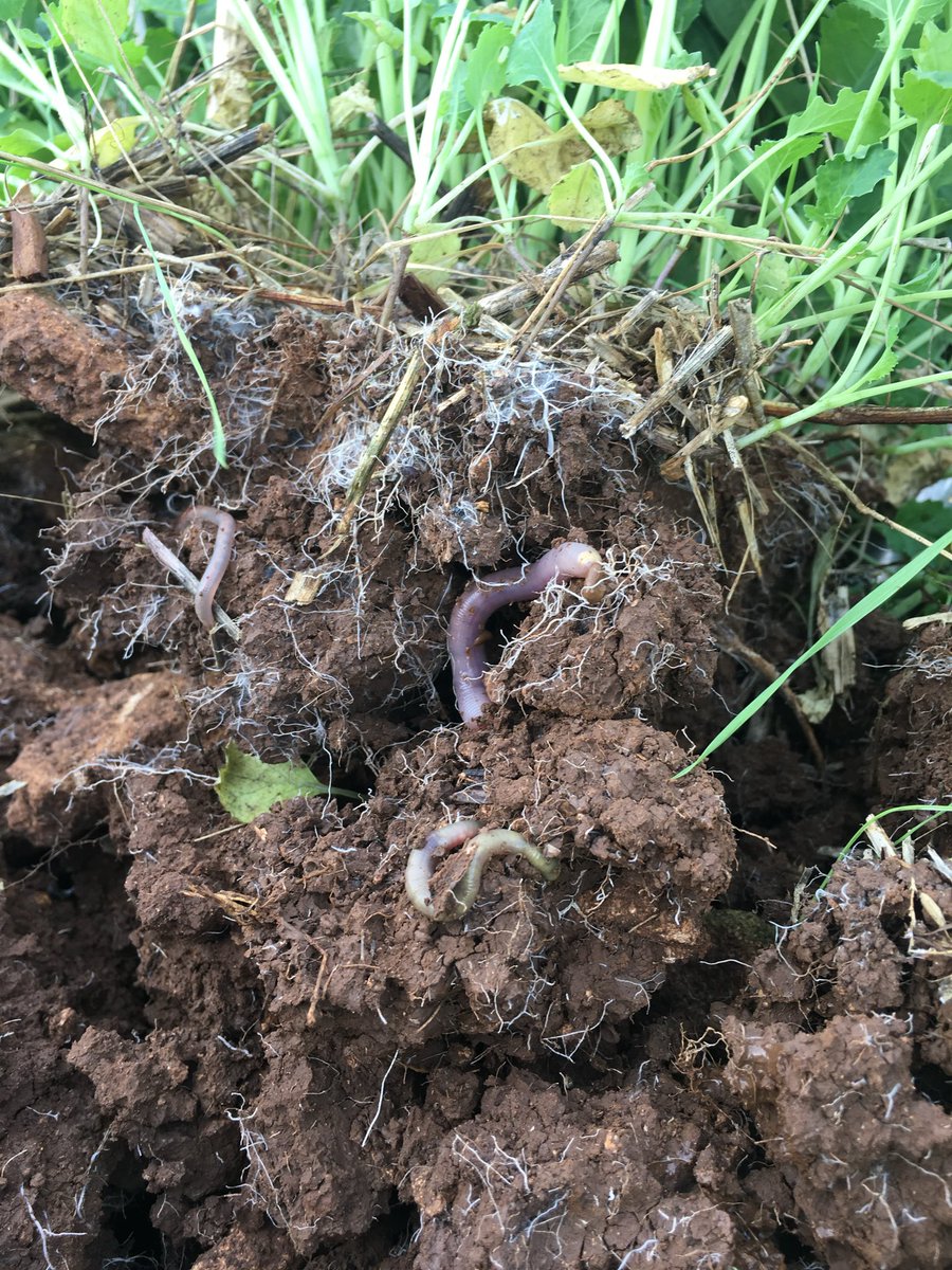 #worldearthwormday🪱 these boys doing the heavy lifting 24/7 at this time of year #showusyourworm!