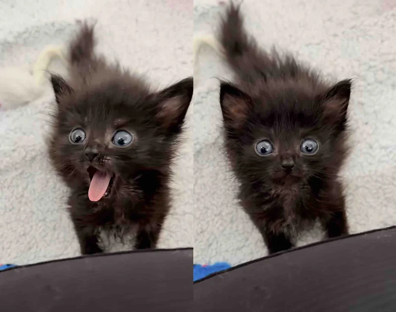 They Take in a 'Ten-day-old' Shelter Kitten in Need of Help, Turns Out the Little Cat is Much Older.
#FeelgoodRescueStory of the day from @lovemeowdotcom, Wednesday´s a super-cute mini panfur.
=^..^=
😽😽😽💖💖💖
#BlackCats #MiniPanfurs are good luck.
lovemeow.com/shelter-kitten…