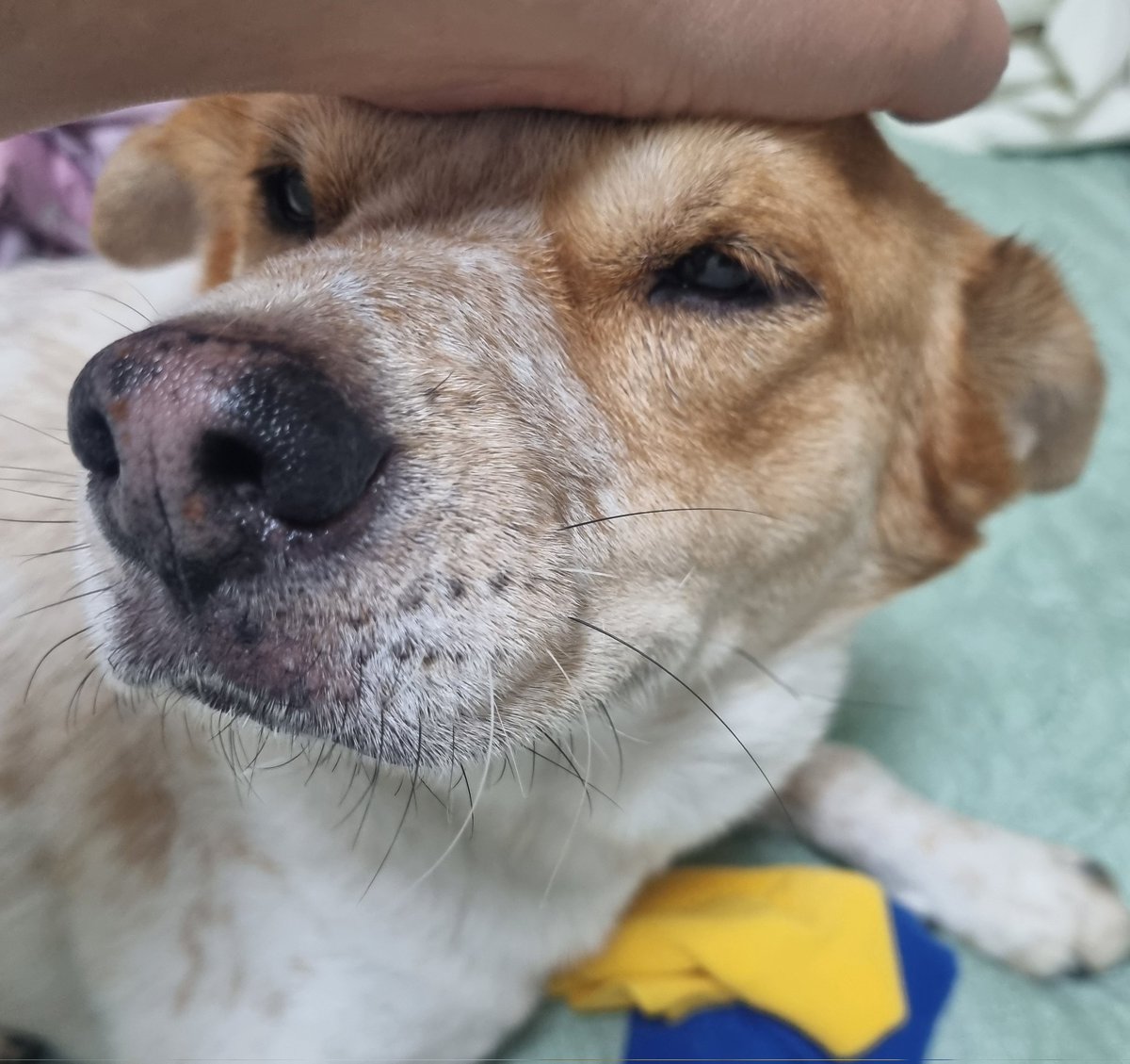 너무 간식 달라고 난리라
차라리 밥 먹으라고 밥 좀 줬더니
잘 먹고 완전 대만족 해피독 됐어요

#가족찾는마일로