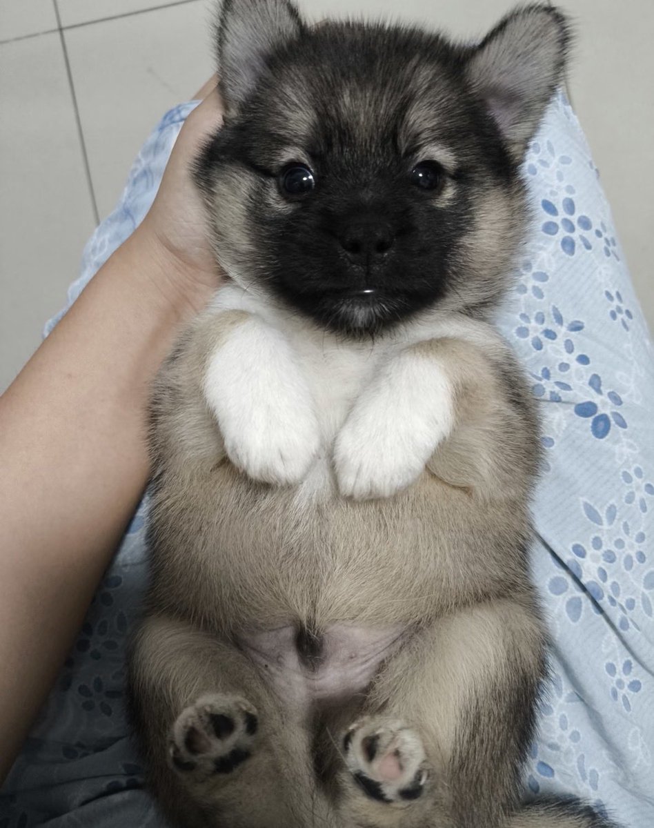 💖 (@twaniimals) on Twitter photo 